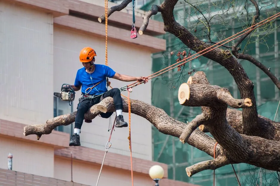 Élagage d'un arbre par un grimpeur en harnais